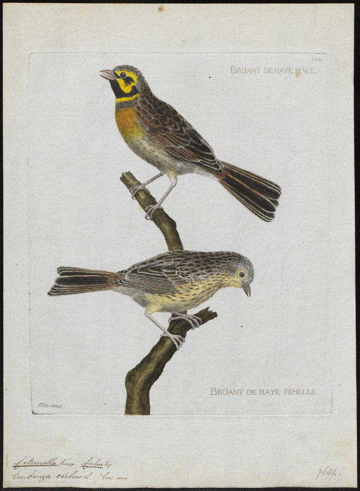 Citrinella cirlus - 1790-1796 - Print - Iconographia Zoologica - Special Collections University of Amsterdam - UBA01 IZ16100225