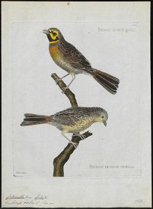 Citrinella cirlus - 1790-1796 - Print - Iconographia Zoologica - Special Collections University of Amsterdam - UBA01 IZ16100225