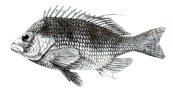 Cirrhitichthys aureus Ford 35
