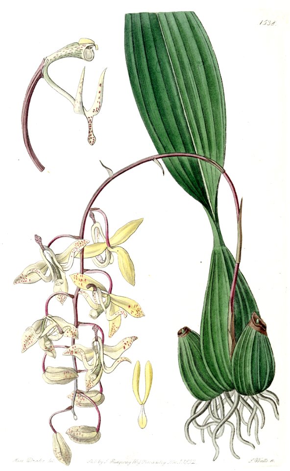 Cirrhaea loddigesii - Edwards vol 18 pl 1538 (1832)