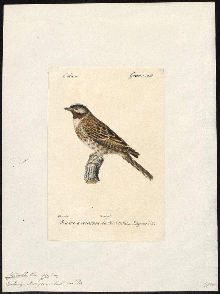 Citrinella pithyornus - 1842-1848 - Print - Iconographia Zoologica - Special Collections University of Amsterdam - UBA01 IZ16100259