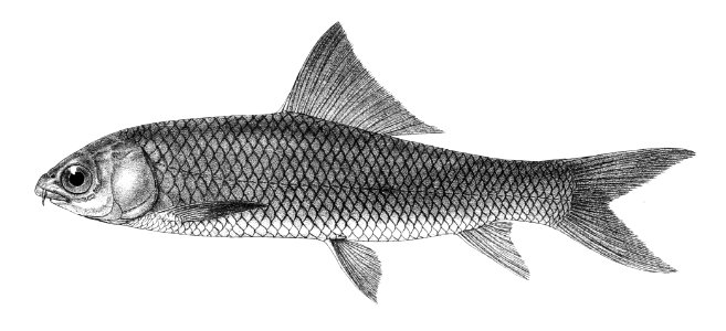 Cirrhina mrigala Mintern 129