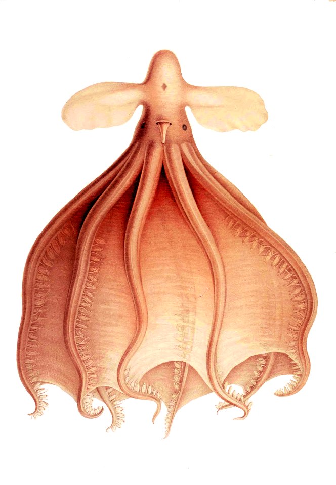 CirrothaumaMurDraw2