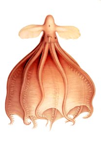 CirrothaumaMurDraw2