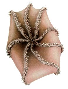 Cirrothauma murrayi2