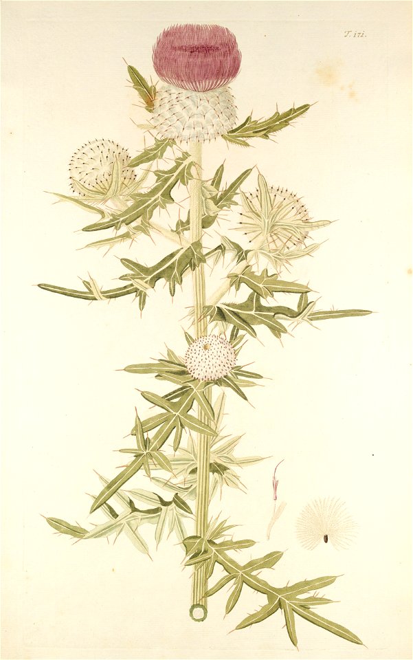 Cirsium eriophorum ssp eriophorum