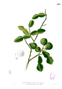 Citrus hystrix Blanco2.408