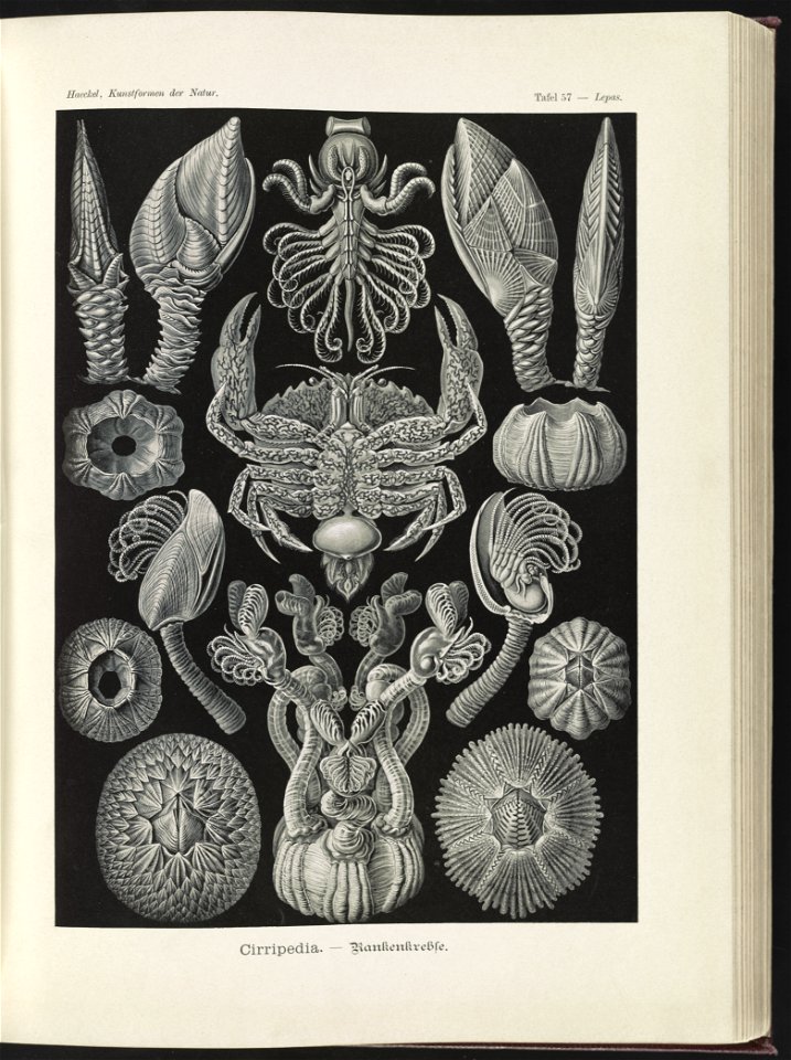 Cirripedia. - Rankenkreble LCCN2015648939