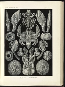 Cirripedia. - Rankenkreble LCCN2015648939
