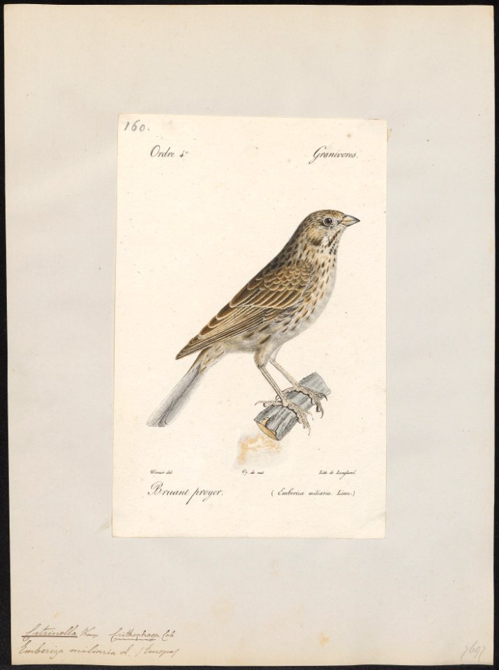Citrinella miliaria - 1842-1848 - Print - Iconographia Zoologica - Special Collections University of Amsterdam - UBA01 IZ16100245