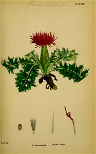 Cirsium acaulon001
