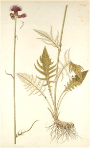 Cirsium rivulare