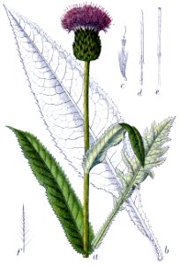 Cirsium heterophyllum (Sturm14, plate 004) clean, no-description