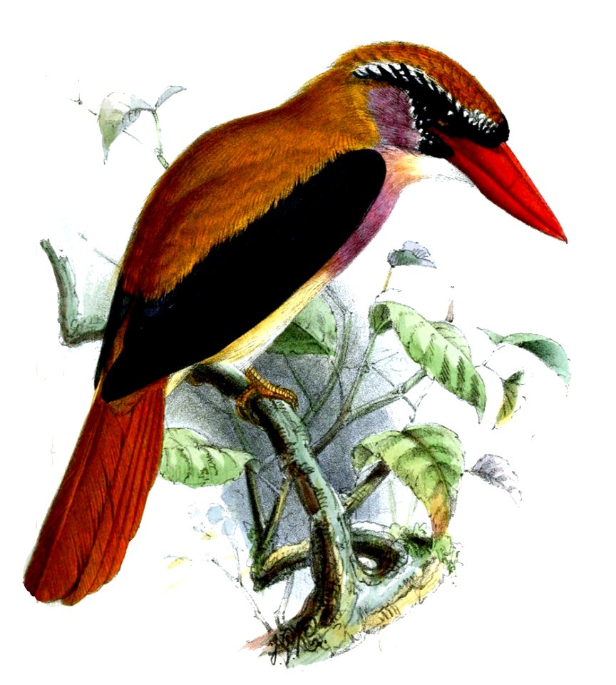 CitturaSanghirensisKeulemans
