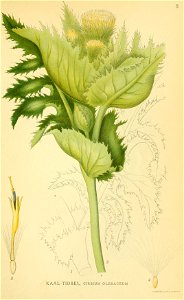 Cirsium oleraceum001