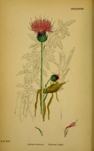 Cirsium tuberosum
