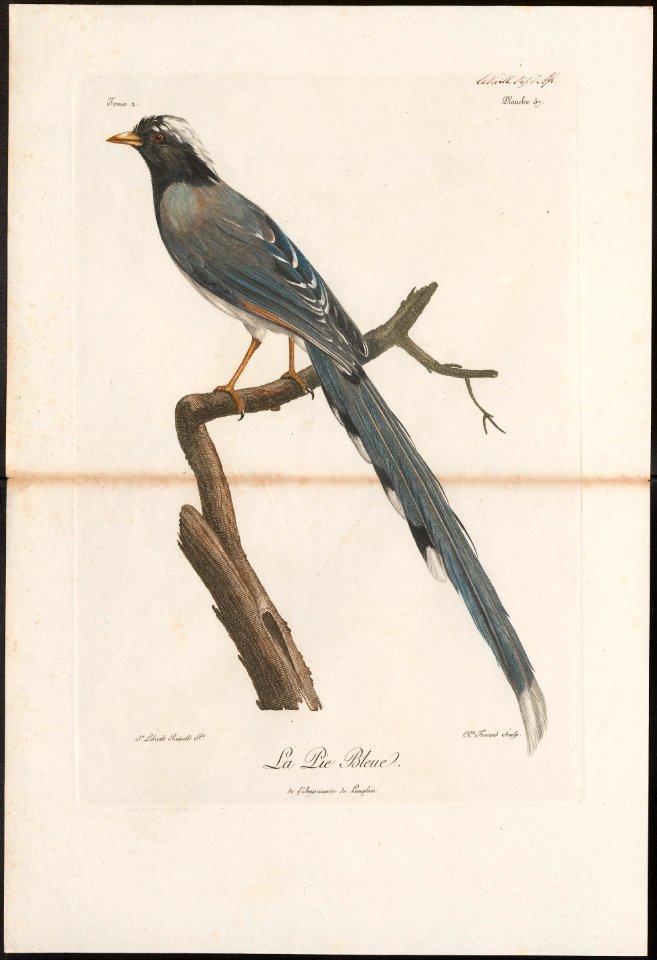 Cissa sinensis - 1796-1808 - Print - Iconographia Zoologica - Special Collections University of Amsterdam - UBA01 IZ15700057