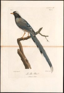 Cissa sinensis - 1796-1808 - Print - Iconographia Zoologica - Special Collections University of Amsterdam - UBA01 IZ15700057