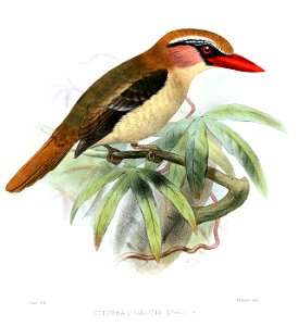 CitturaCyanotisSmit