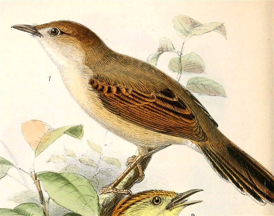 Cisticola cantans concolor 1869