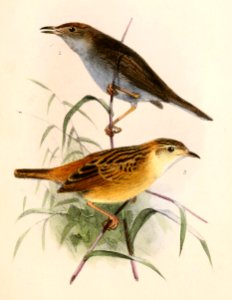 Cisticola fulvicapilla dumicola & Cisticola ayresii ayresii 1863
