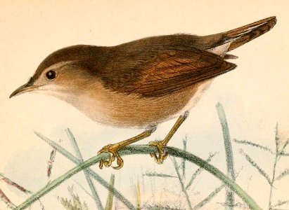 Cisticola brachypterus brachypterus 1870