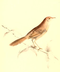 Cisticola aberrans 1838