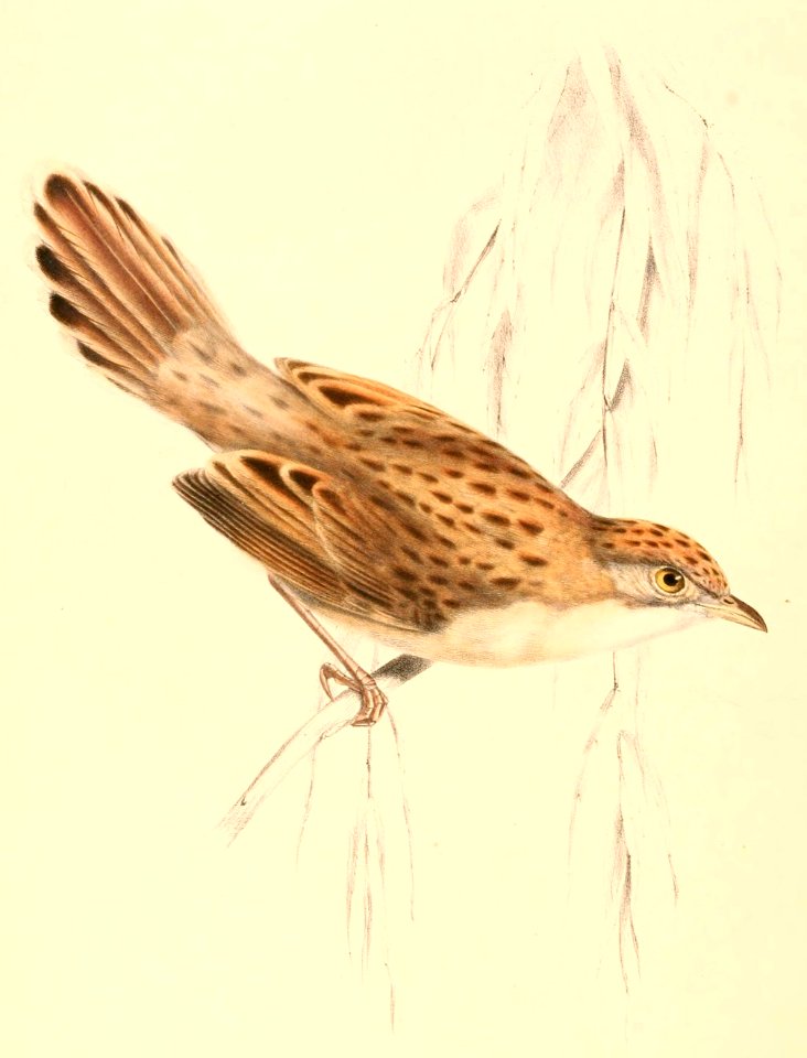 Cisticola natalensis 1838