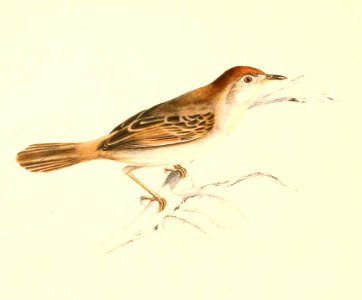 Cisticola fulvicapilla 1838