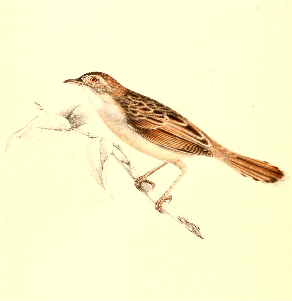 Cisticola chiniana 1838