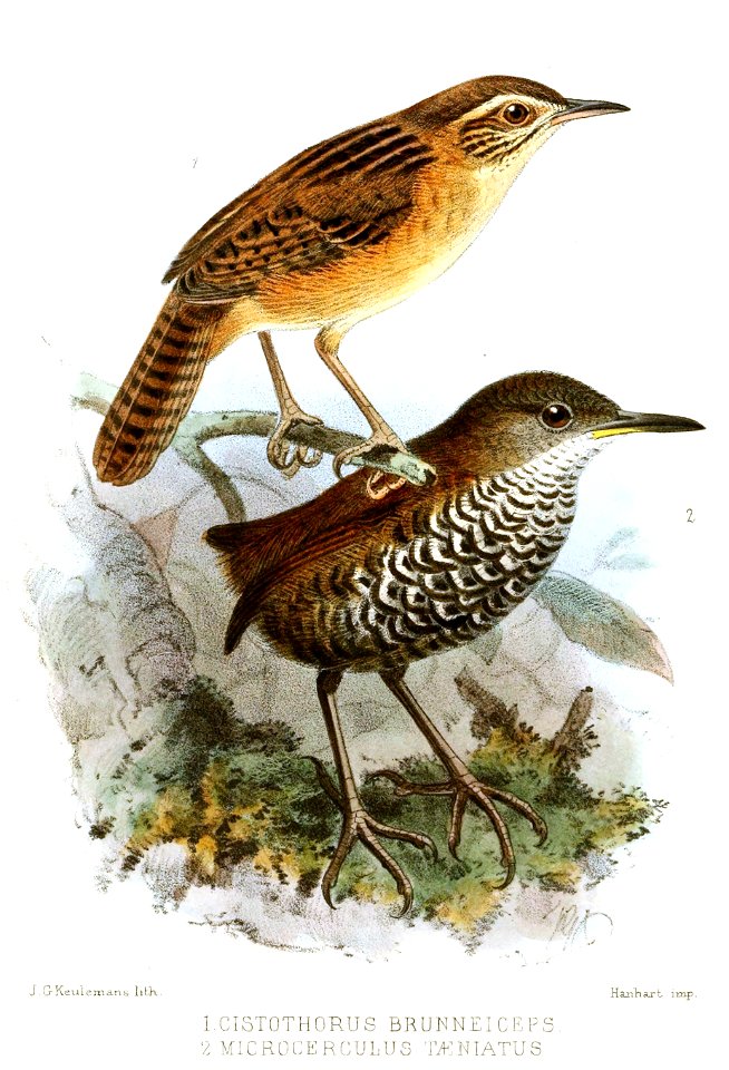 CistothorusMicrocerculusKeulemans