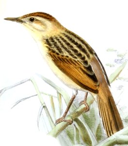 Cisticola marginatus 1869