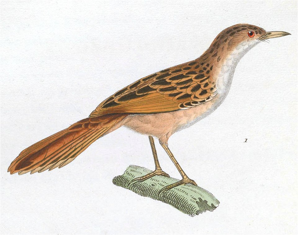 Cisticola galactotes 1838