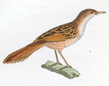 Cisticola galactotes 1838