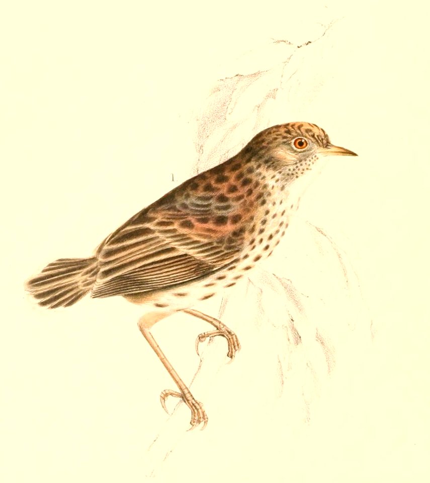 Cisticola textrix 1838