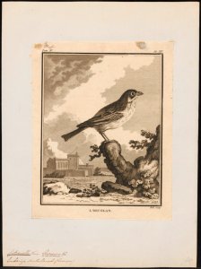 Citrinella hortulana - 1700-1880 - Print - Iconographia Zoologica - Special Collections University of Amsterdam - UBA01 IZ16100237