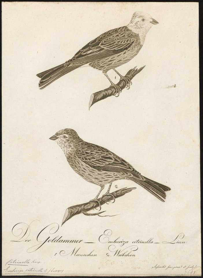 Citrinella citrinella - 1800-1812 - Print - Iconographia Zoologica - Special Collections University of Amsterdam - UBA01 IZ16100219