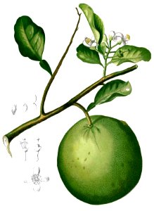 Citrus aurantium Blanco2.304-cropped