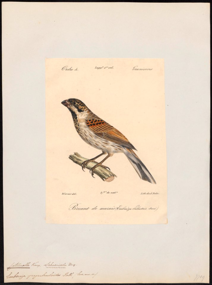Citrinella pyrrhuloides - 1842-1848 - Print - Iconographia Zoologica - Special Collections University of Amsterdam - UBA01 IZ16100267