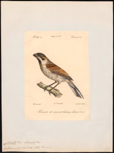 Citrinella pyrrhuloides - 1842-1848 - Print - Iconographia Zoologica - Special Collections University of Amsterdam - UBA01 IZ16100267