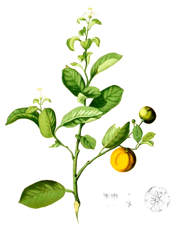 Citrus madurensis Blanco1.185-cropped