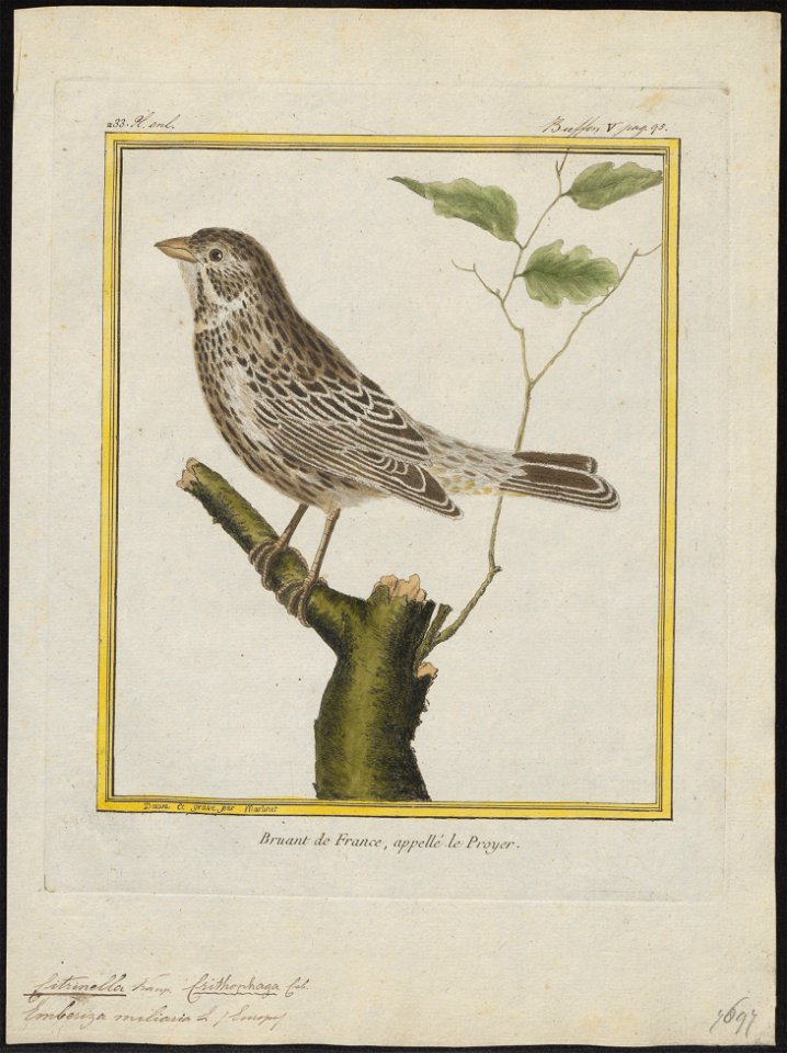 Citrinella miliaria - 1700-1880 - Print - Iconographia Zoologica - Special Collections University of Amsterdam - UBA01 IZ16100247