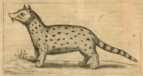 Civet in Alexandria - Breuning Von Buchenbach Hans Jacob - 1612