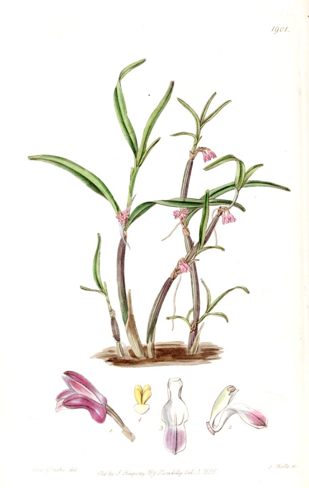 Cladobium graminifolium (as Scaphyglottis violacea) - Edwards vol 22 pl 1901 (1836)