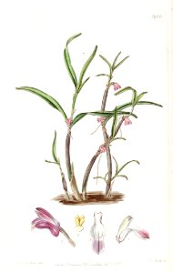 Cladobium graminifolium (as Scaphyglottis violacea) - Edwards vol 22 pl 1901 (1836). Free illustration for personal and commercial use.