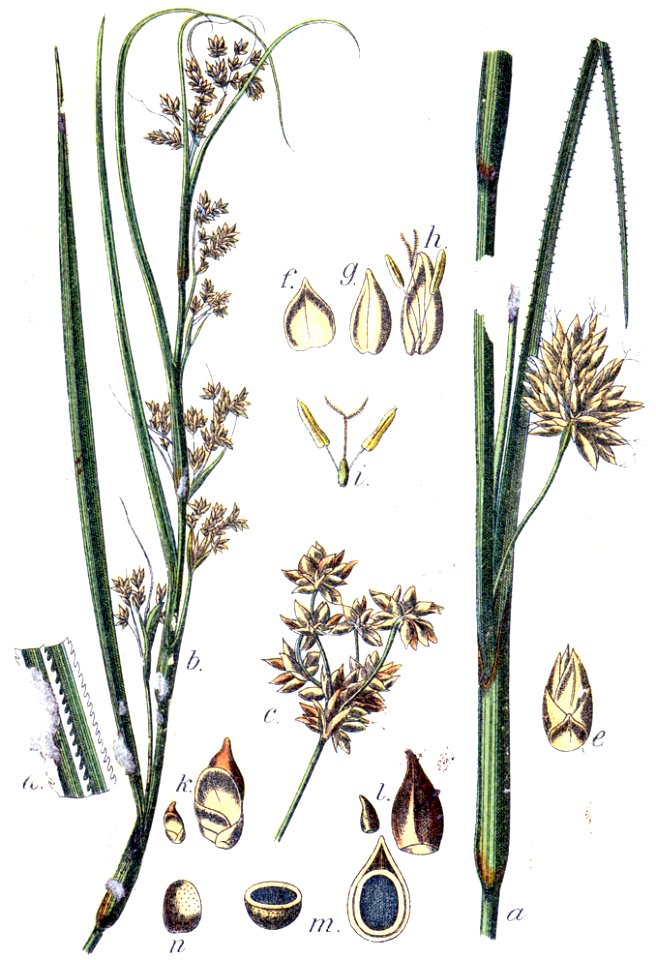 Cladium mariscus Sturm19