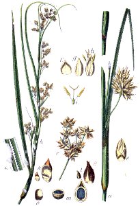 Cladium mariscus Sturm19