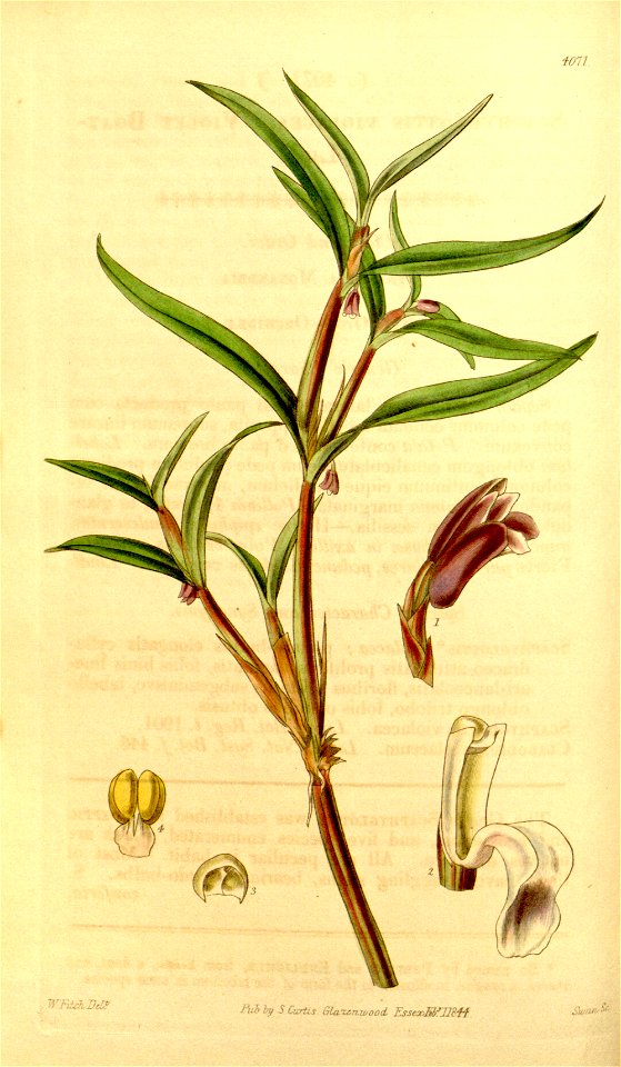 Cladobium graminifolium (as Scaphyglottis violacea) - Curtis' 70 (N.S. 17) pl. 4071 (1844)