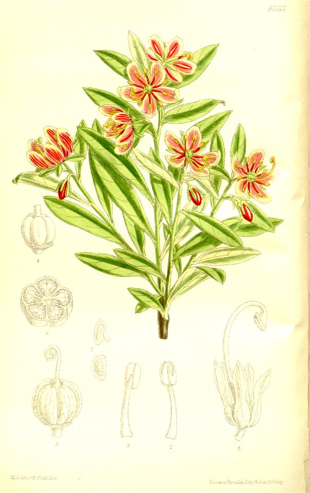 Cladothamnus pyrolaeflorus 137-8353