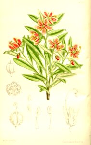 Cladothamnus pyrolaeflorus 137-8353